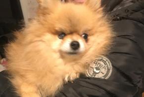 Discovery alert Dog  Female Poitiers France