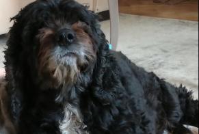 Disappearance alert Dog  Female , 13 years Velars-sur-Ouche France