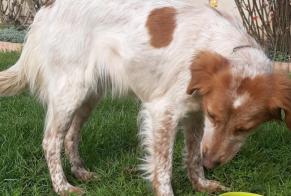 Discovery alert Dog  Female , 4 years Fourquevaux France