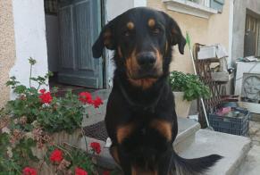 Disappearance alert Dog miscegenation  Male , 4 years L'Isle-Arné France