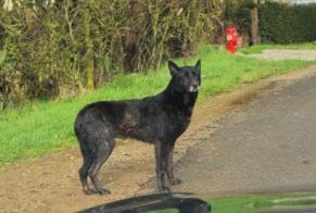 Discovery alert Dog miscegenation  Unknown Juvigny-sur-Orne France