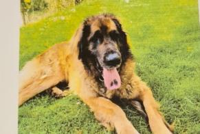 Disappearance alert Dog  Female , 8 years Échauffour France