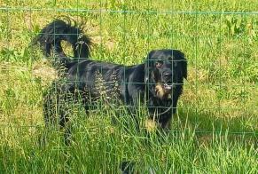 Discovery alert Dog miscegenation  Unknown Bessens France