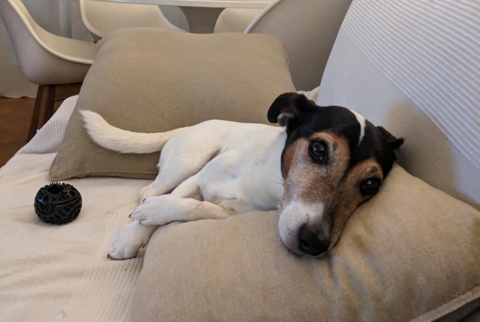 Disappearance alert Dog  Male , 13 years Boutigny-sur-Essonne France