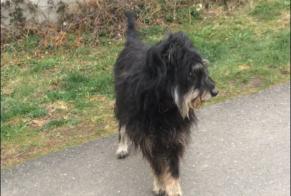 Discovery alert Dog miscegenation  Male , 7 years Saint-Jean-Soleymieux France