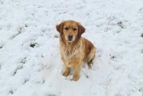 Disappearance alert Dog miscegenation  Male , 15 years Saint-Just-prés-Brioude France