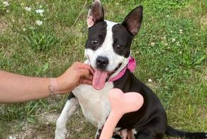 Disappearance alert Dog miscegenation  Female , 4 years Les Petites-Loges France