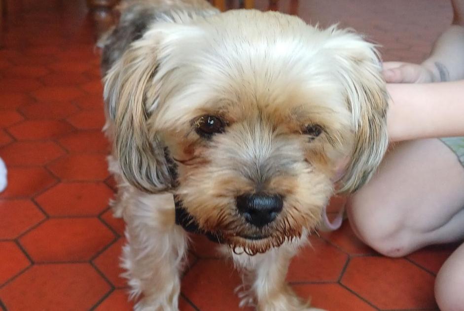 Discovery alert Dog  Male Cholet France