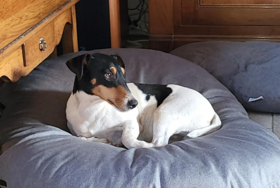 Disappearance alert Dog miscegenation  Male , 5 years Coullons France