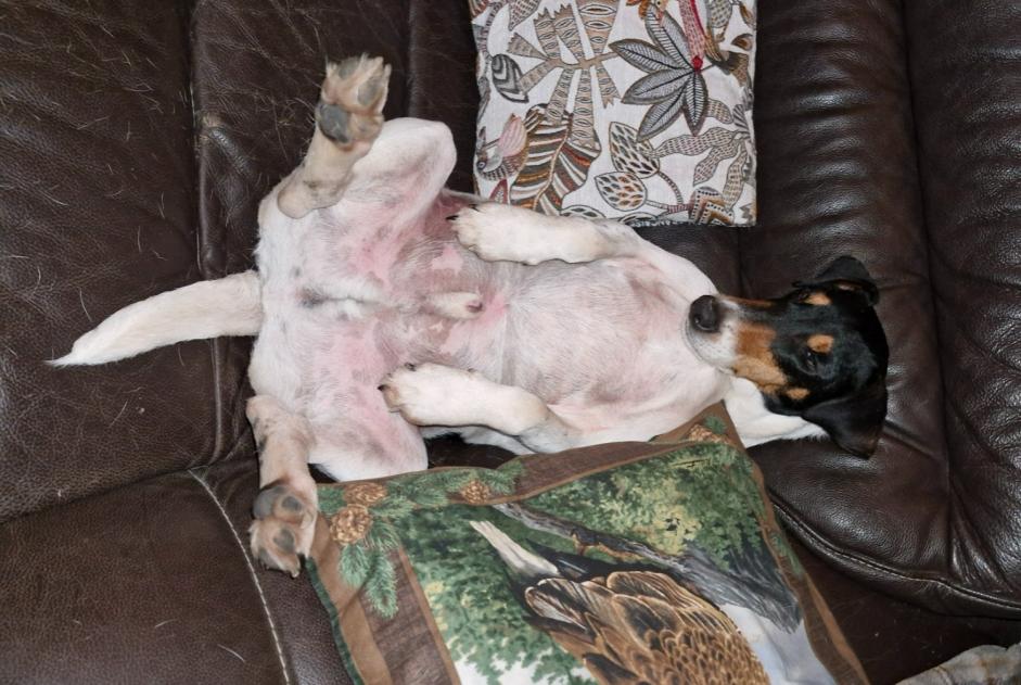 Disappearance alert Dog miscegenation  Male , 5 years Coullons France