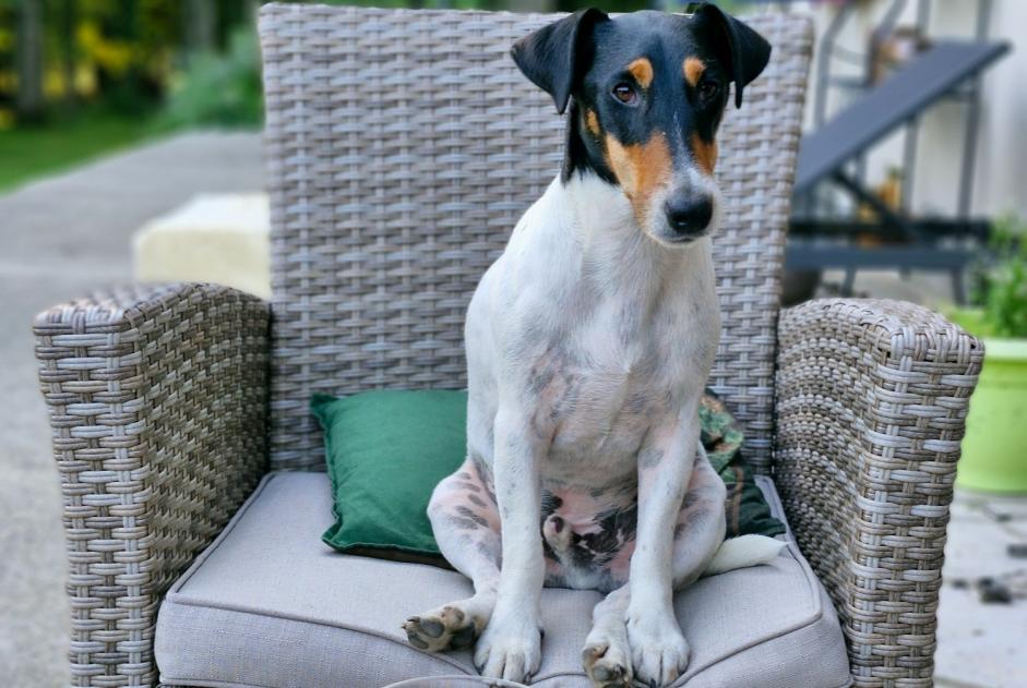 Disappearance alert Dog miscegenation  Male , 5 years Coullons France