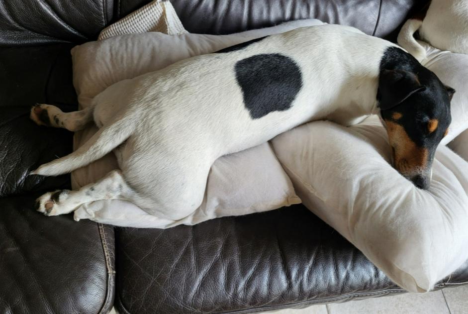 Disappearance alert Dog miscegenation  Male , 5 years Coullons France