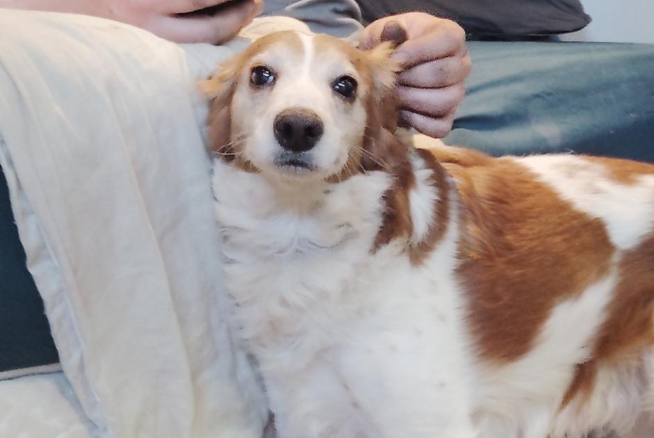 Discovery alert Dog Male Cousances-les-Forges France