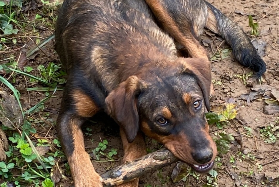 Disappearance alert Dog miscegenation  Female , 2 years Sens-Beaujeu France