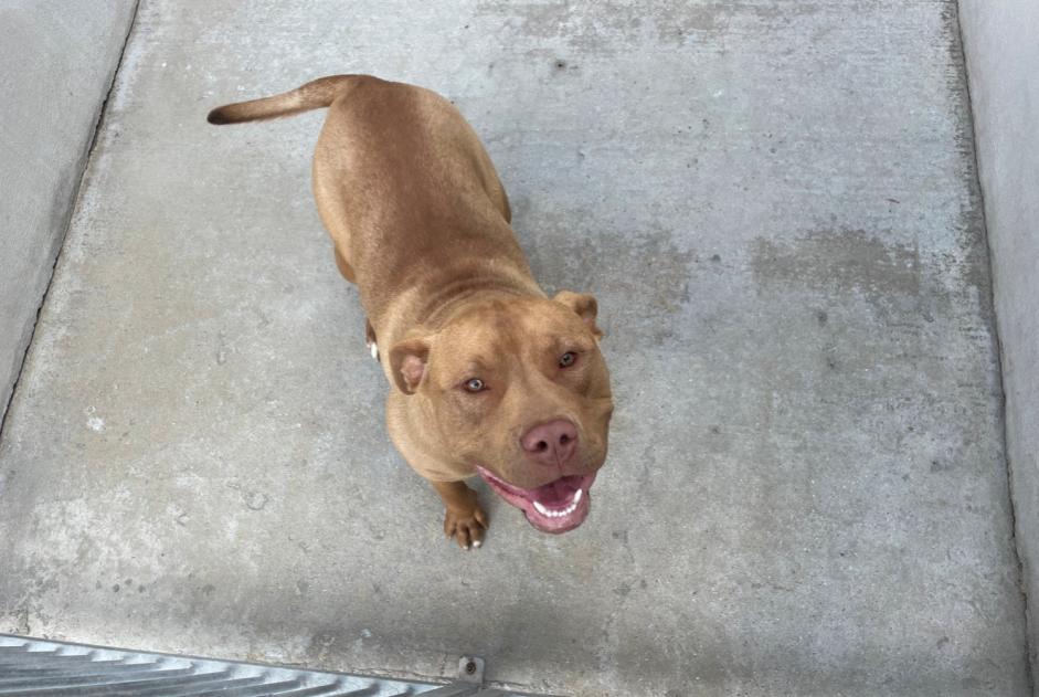 Discovery alert Dog miscegenation  Male , 1 year Chapet France