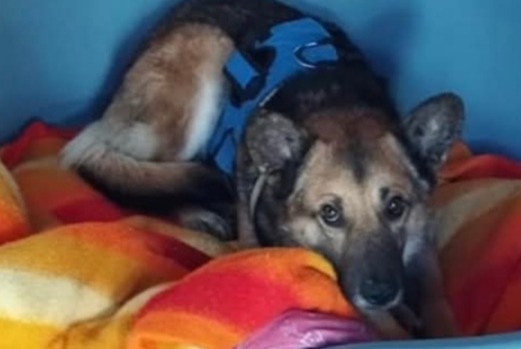 Disappearance alert Dog miscegenation  Male , 7 years Montmirail France