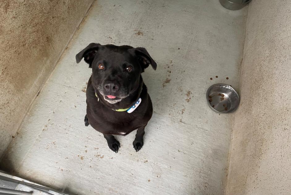 Discovery alert Dog  Female , 9 years Saint-Germain-en-Laye France