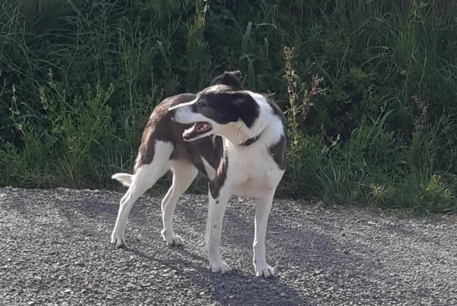 Discovery alert Dog miscegenation  Female Saint-André-de-Roquelongue France