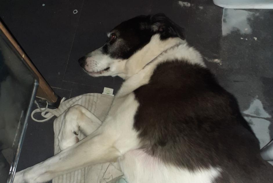 Discovery alert Dog miscegenation  Female Saint-André-de-Roquelongue France