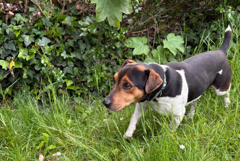Discovery alert Dog miscegenation  Male Breuillet France