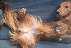 Disappearance alert Dog  Female , 1 years Finhan France