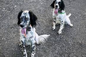 Disappearance alert Dog  Male , 2 years Urcuit France