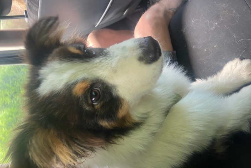 Disappearance alert Dog  Male , 1 years Ouges France