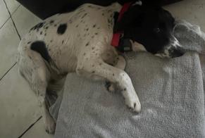 Discovery alert Dog   Female Liposthey France