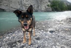 Disappearance alert Dog miscegenation  Male , 10 years Strasbourg France