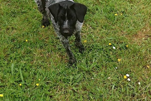 Discovery alert Dog  Female Saint-Servais France