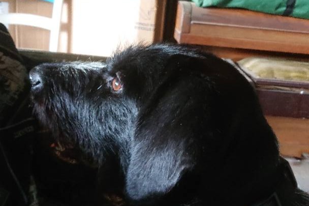 Discovery alert Dog  Female Saint-Servais France