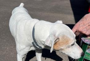 Discovery alert Dog Male Chevannes France
