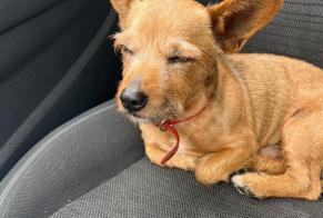 Discovery alert Dog Male Lens France