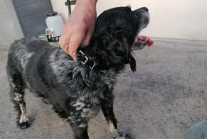 Discovery alert Dog Unknown Orléans France