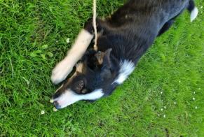 Discovery alert Dog  Female Hasparren France
