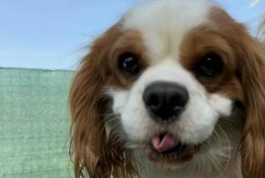 Discovery alert Dog  Male Trets France