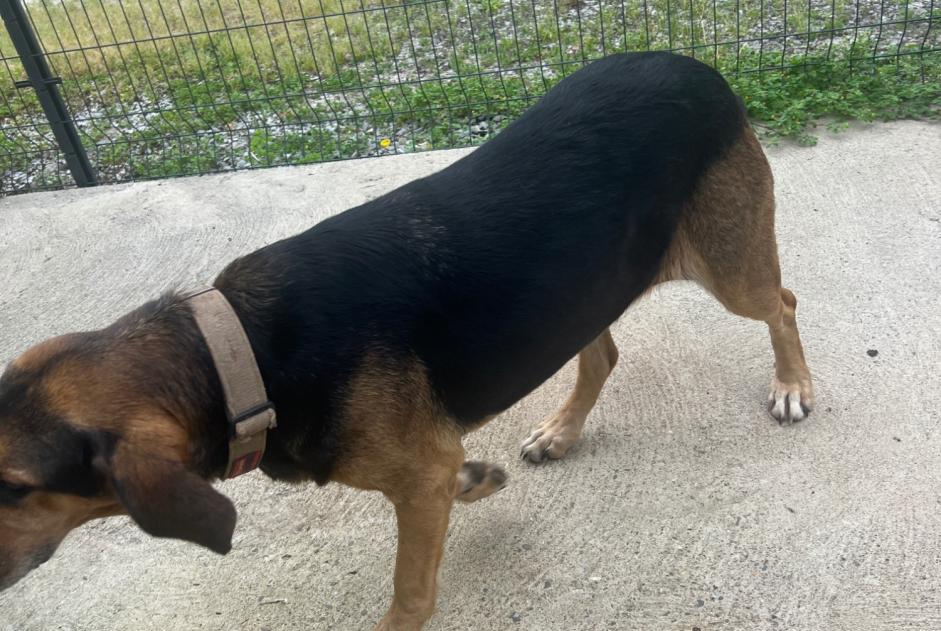 Discovery alert Dog miscegenation  Female Monget France
