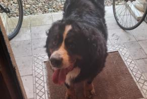 Discovery alert Dog  Unknown Anglet France
