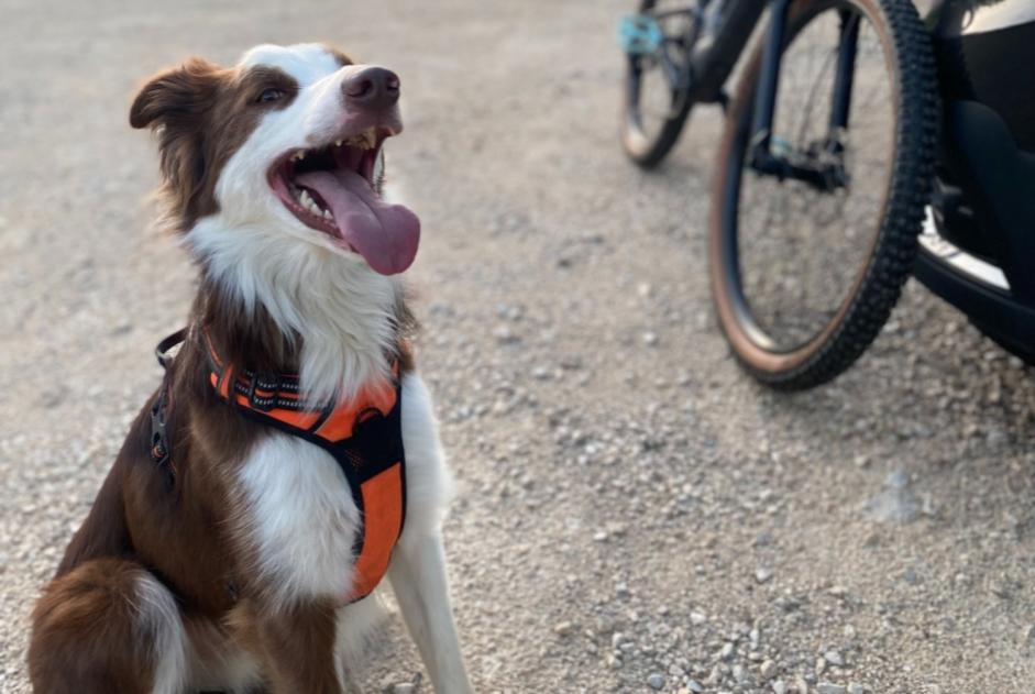 Disappearance alert Dog  Male , 5 years Bouze-lès-Beaune France