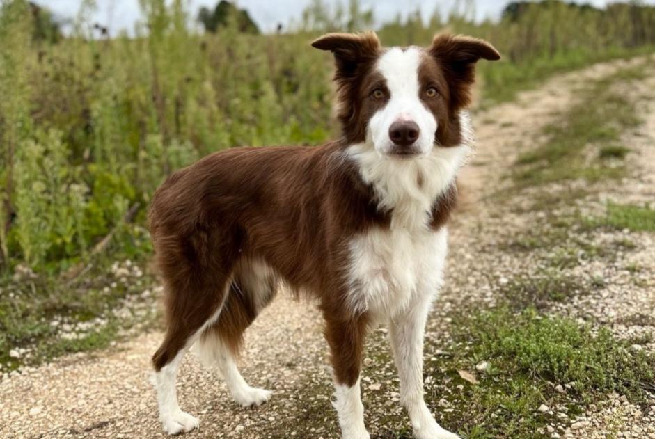 Disappearance alert Dog  Male , 5 years Bouze-lès-Beaune France