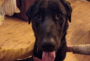 Discovery alert Dog miscegenation  Female Saint-Symphorien-sur-Coise France