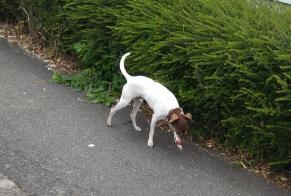 Discovery alert Dog Unknown Rezé France