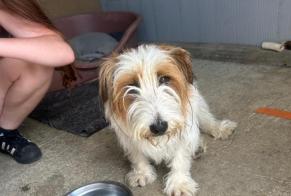 Discovery alert Dog miscegenation  Male Saint-Martin-de-Sanzay France