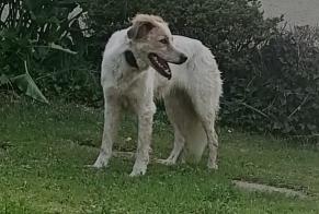 Discovery alert Dog Unknown Boumourt France