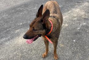 Discovery alert Dog Female Montech France