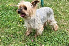 Discovery alert Dog  Male , 4 years Mennecy France