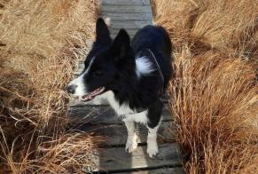 Disappearance alert Dog  Male , 7 years Gorges du Tarn Causses France
