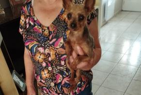 Discovery alert Dog Female Saint-André France