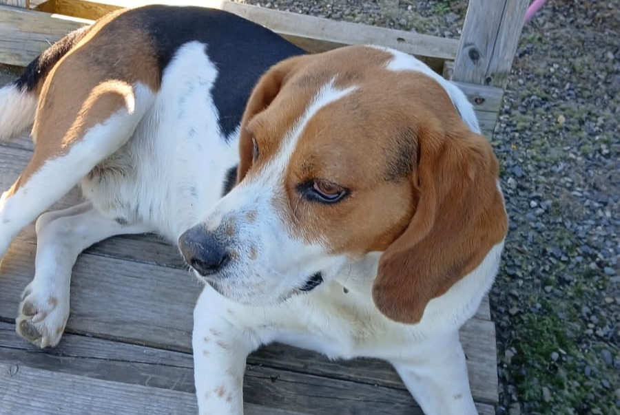 Disappearance alert Dog  Male , 7 years Betchat France