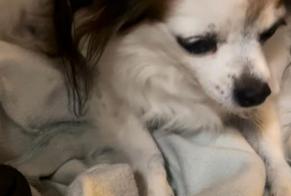 Disappearance alert Dog  Female , 15 years Nice France